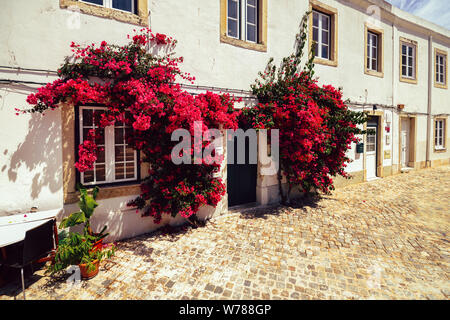 Fleurs de Bougainville sur la façade blanchie à la chaux de la maison typiquement portugaise. Banque D'Images