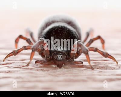 Rendu 3d illustration d'une morsure de tiques dans la peau humaine Banque D'Images