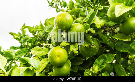 Limonenbaum mit Früchten Banque D'Images