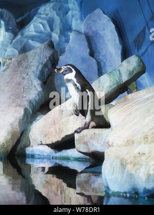 Pingouins sur un rocher, les pingouins au zoo, à l'intérieur, derrière une vitre. Banque D'Images