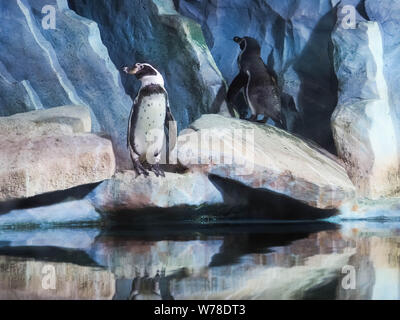 Pingouins sur un rocher, les pingouins au zoo, à l'intérieur, derrière une vitre. Banque D'Images