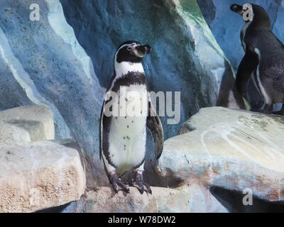 Pingouins sur un rocher, les pingouins au zoo, à l'intérieur, derrière une vitre. Banque D'Images