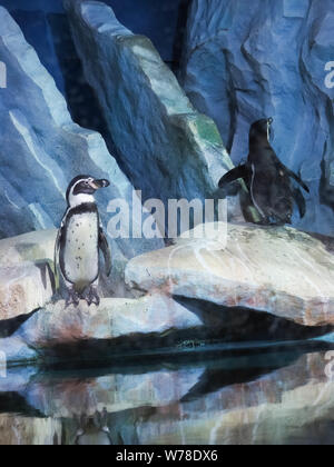 Pingouins sur un rocher, les pingouins au zoo, à l'intérieur, derrière une vitre. Banque D'Images