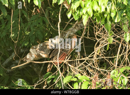 Oiseau Hoatzin sur le lac Tres Chimbadas, rivière Tambopata, Amazonie péruvienne Banque D'Images