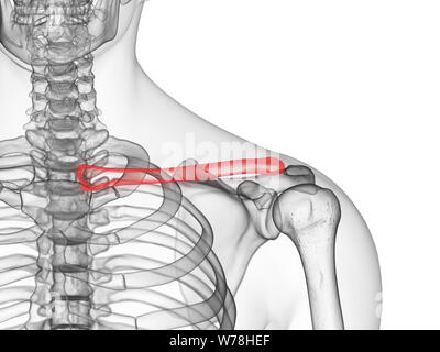 Médicalement en rendu 3d illustration précise de l'os de la clavicule. Banque D'Images