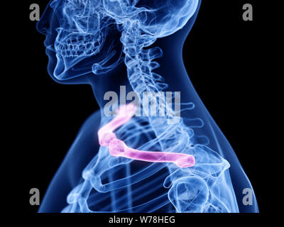 Médicalement en rendu 3d illustration précise de l'os de la clavicule. Banque D'Images