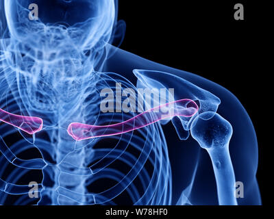 Médicalement en rendu 3d illustration précise de l'os de la clavicule. Banque D'Images