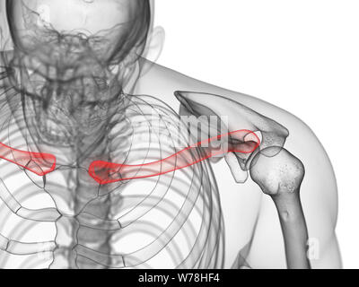 Médicalement en rendu 3d illustration précise de l'os de la clavicule. Banque D'Images