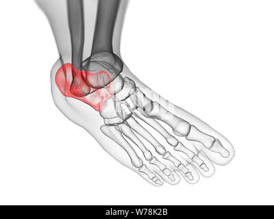 Médicalement en rendu 3d illustration de l'exacte calcanéum os Banque D'Images