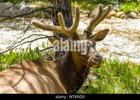 Les Wapitis au repos - un close-up head-shot d'un jeune mâle se reposant à côté d'un ruisseau de montagne. Rocky Mountain National Park, Colorado, USA. Banque D'Images