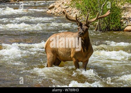 Les mâles au printemps Creek - un close-up view of a strong bull elk debout au milieu d'un ruisseau de montagne rapide au printemps. Fall River, PNRM, CO, USA. Banque D'Images