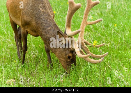 Bull Elk - un printemps Bull Elk, avec de grands bois de velours de plus en plus, le pâturage à hillside pré dans Rocky Mountain National Park, Colorado, USA. Banque D'Images