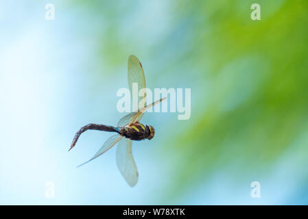 Hawker Aeshna juncea (commune) en vol Banque D'Images