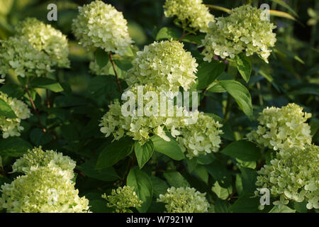 Hydrangea paniculata Lime peu d'algues dans le jardin. Hortensia à fleurs de près. La floraison d'une belle l'hydrangea. Banque D'Images
