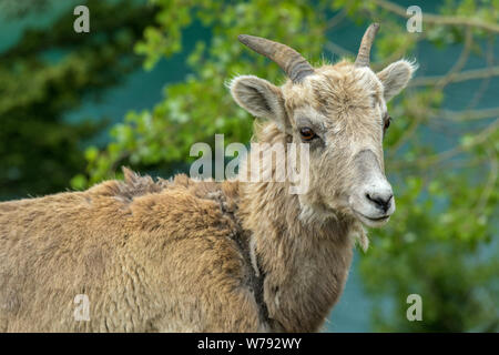 Spring Mountain Sheep - un gros plan sur une femme le mouflon des montagnes debout à côté du lac Jack Deux colorés, parc national de Banff. Banque D'Images