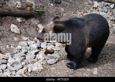 Un ours, prises au lieu sauvage projet près de Bristol UK Banque D'Images