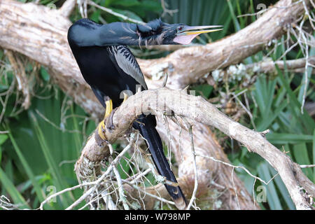 Anhinga (mâle) snakebird perché dans un arbre Banque D'Images