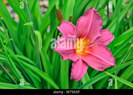 Belle journée Lily rose en fleurs ou des hémérocalles close up dans le jardin d'été. Des fleurs délicates avec des feuilles. Le jardinage, la floriculture et la terre Banque D'Images