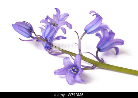 Campanules isolé sur blanc. Campanula rotundifolia Banque D'Images