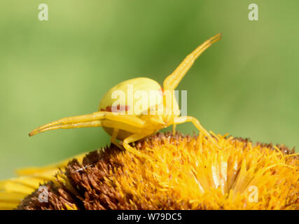 Une fleur araignée crabe camouflé ( Misumena vatia) attend d'embuscade sur une proie inula Inula magnifica (géant) fleur. L'araignée a adopté le jaune Banque D'Images