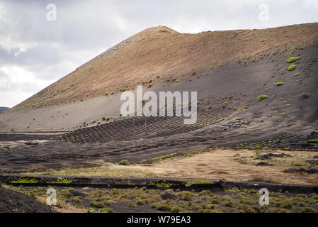 Le vignoble de La Gería. Zone protégée à Lanzarote ne région viticole. Seul les vignes sont plantées dans des fosses, avec de petits murs en pierre de lave autour de protéger Banque D'Images