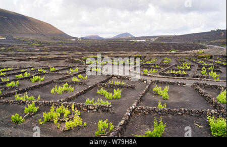 Le vignoble de La Gería. Zone protégée à Lanzarote ne région viticole. Seul les vignes sont plantées dans des fosses, avec de petits murs en pierre de lave autour de protéger Banque D'Images