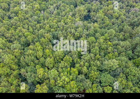 Une vue de dessus d'une forêt mixte vert Banque D'Images