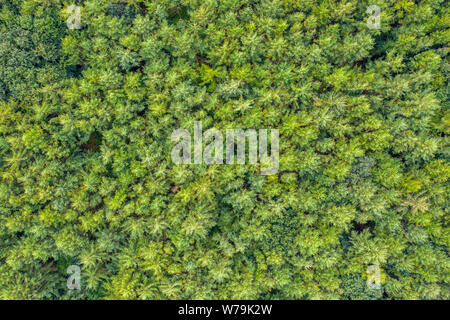 Une vue de dessus d'une forêt mixte vert Banque D'Images