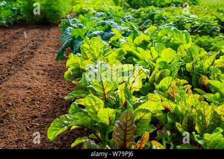 Rangées de blettes et autres légumes à feuilles poussant dans le jardin. Banque D'Images