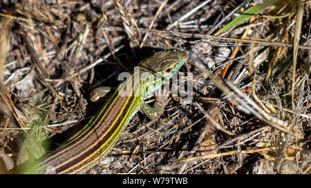 Racerunner Six bordée, Aspidoscelis sexlineata Colorado, États-Unis Banque D'Images