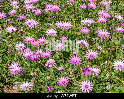 Variété rose de l'osteospermum ou marguerite africaine du Cap utilisé comme couvre-sol dans un jardin ensoleillé frontière - England UK Banque D'Images