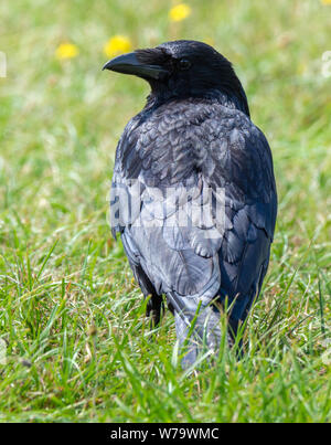 Corneille noire Corvus corone sur Clifton Downs à Bristol UK Banque D'Images