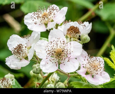 Blackberry ou fleurs ronce Rubus fruticosus offrent une riche source de nectar pour les insectes et produire les blackberries aimé par les oiseaux et les animaux - UK Banque D'Images