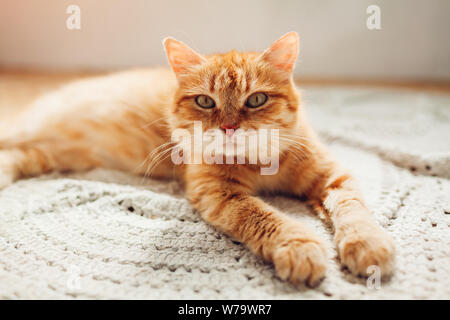 Le gingembre cat lying on floor tapis à la maison et en regardant la caméra. Animaux de se détendre et se sentir à l'aise Banque D'Images