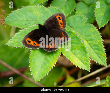 Erebia aethiops papillon argus Scotch homme reposant sur les feuilles, à Smardale Gill dans Cumbria UK Banque D'Images