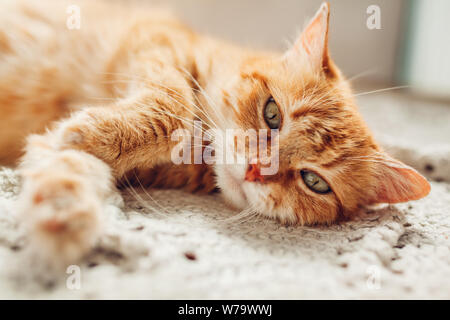 Le gingembre cat lying on floor tapis à la maison et en regardant la caméra. Animaux de se détendre et se sentir à l'aise Banque D'Images