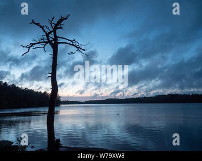 Arbre sans feuilles en face d'un lac Banque D'Images