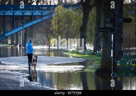 Quarry Park, Shrewsbury. Un gonflement du fleuve Severn traverse la ville de Shrewsbury Shropshire comme l'Agence de l'environnement met en garde contre de graves inondations. Banque D'Images