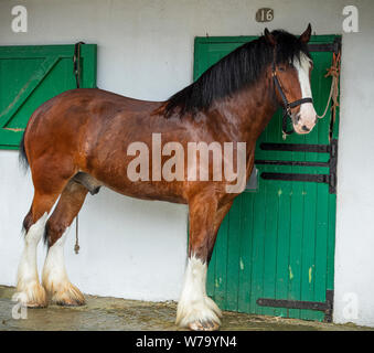 Un Shire Horse brun avec pieds blancs se dresse élégamment devant d'équitation avec portes vertes et un mur blanc au Great Yorkshire Show à Harrogate Banque D'Images