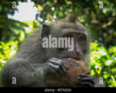 Close up d'un manger une noix de coco macaque à la forêt des singes à Ubud sur l'île de Bali, Indonésie Banque D'Images