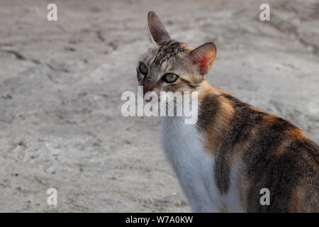 Chat marche tricolore dans la rue. Banque D'Images