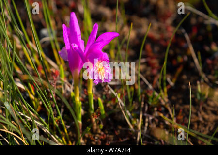 La bouche du Dragon (Orchidée) Arethusa bulbosa sur le sentier de l'étang Western Brook, le parc national du Gros-Morne, à Terre-Neuve et Labrador, Canada Banque D'Images