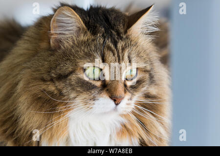 Chat à poils longs de l'élevage en plein air, la race sibérienne se détendre Banque D'Images