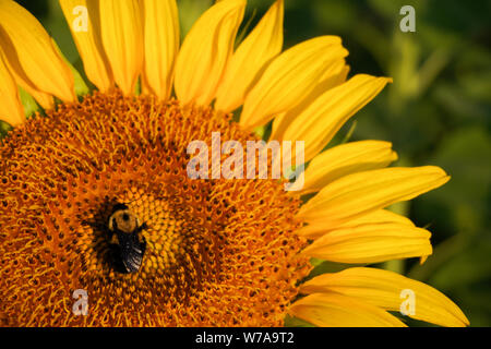 Image en gros plan d'une abeille pollinisant un tournesol Banque D'Images