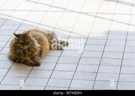 Chat à poils longs de l'élevage en plein air, la race sibérienne se détendre Banque D'Images