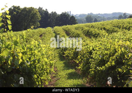 Collines du Colorado Wine Country Banque D'Images