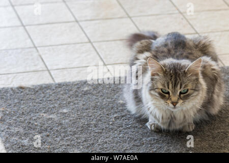 Chat à poils longs de l'élevage en plein air, la race sibérienne se détendre Banque D'Images