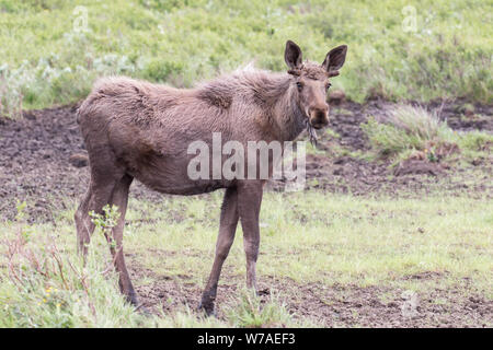 Jeune orignal de Bull en Alaska Banque D'Images