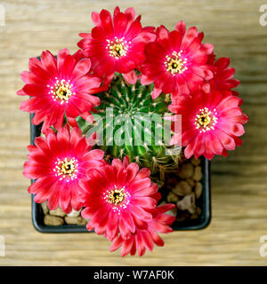 Pot de fleurs rouges de Lobivia spp. sur fond de bois dans jardin de cactus. Banque D'Images