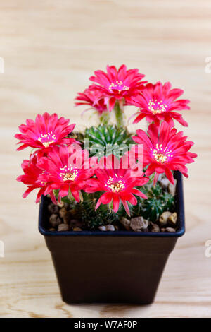 Pot de fleurs rouges de Lobivia spp. sur fond de bois dans jardin de cactus. Banque D'Images